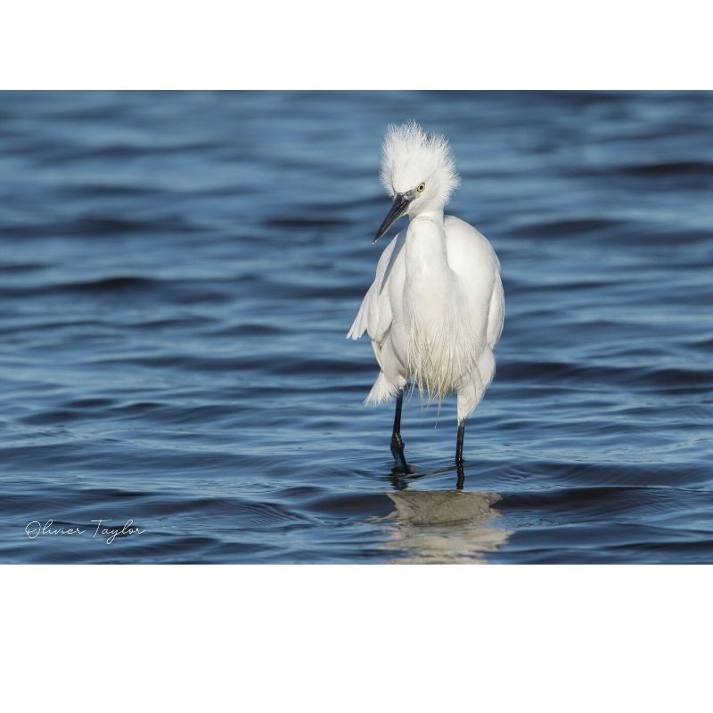 Aigrette garzette - 20x30 cm - Cadre photo - Aluminium dibond