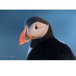 Macareux moine - 20x30 cm - Cadre photo - Aluminium dibond