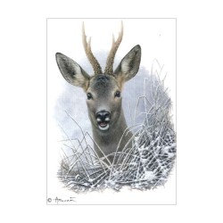 Chevreuil brocard - Capreolus - Carte d'André Buzin