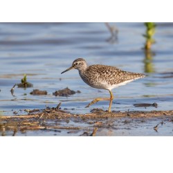 Chevalier sylvain - 20x30 cm - Cadre photo