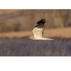 Busard Saint-Martin - 20x30 cm - Cadre photo