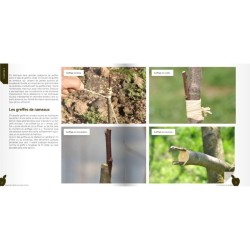 J'apprends à greffer mes arbres fruitiers et mes arbres d'ornement J'apprends à greffer mes arbres fruitiers et mes arbres d'ornement