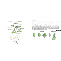 Le Petit guide des plantes médicinales - 70 espèces à découvrir Le Petit guide des plantes médicinales - 70 espèces à découvrir