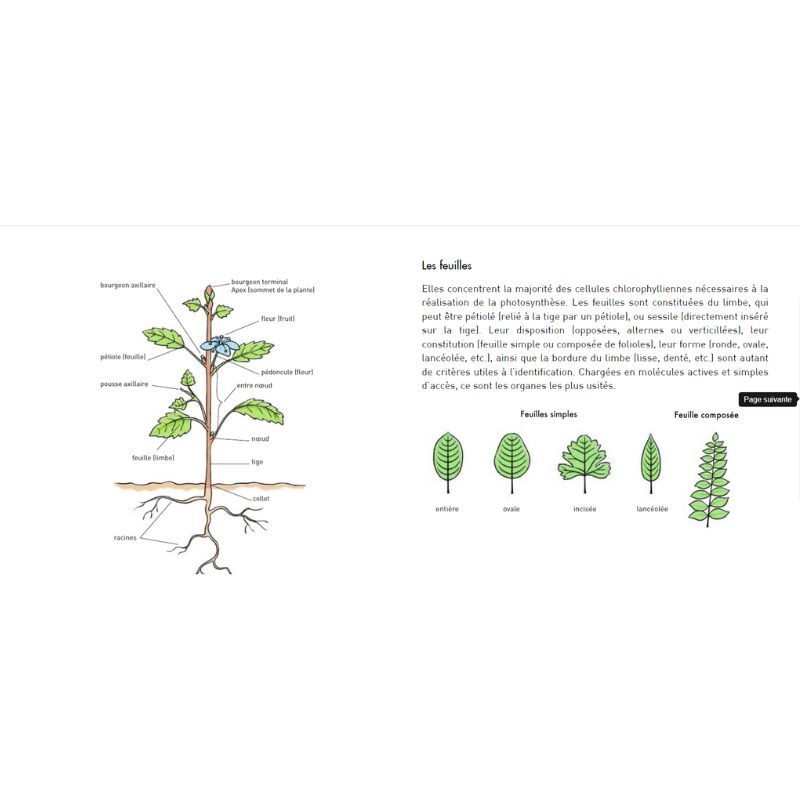 Le Petit guide des plantes médicinales - 70 espèces à découvrir Le Petit guide des plantes médicinales - 70 espèces à découvrir