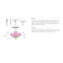 Le Petit guide des plantes médicinales - 70 espèces à découvrir Le Petit guide des plantes médicinales - 70 espèces à découvrir