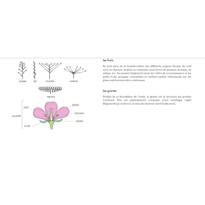 Le Petit guide des plantes médicinales - 70 espèces à découvrir Le Petit guide des plantes médicinales - 70 espèces à découvrir