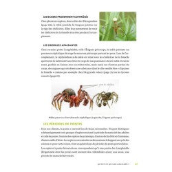 A la découverte des araignées et autres arachnides