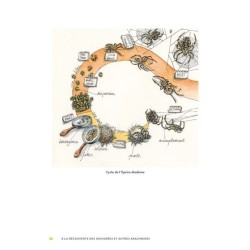 A la découverte des araignées et autres arachnides