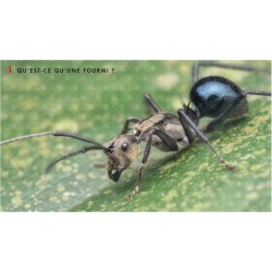 Le monde des fourmis - Ecologie, anatomie, comportement Le monde des fourmis - Ecologie, anatomie, comportement