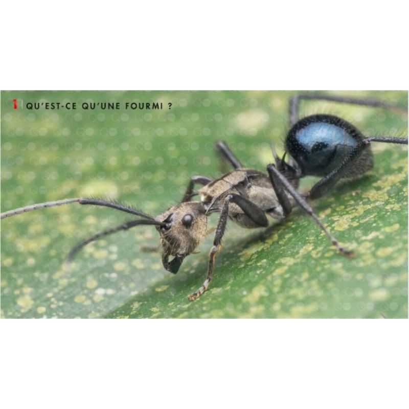 Le monde des fourmis - Ecologie, anatomie, comportement Le monde des fourmis - Ecologie, anatomie, comportement