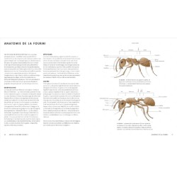 Le monde des fourmis - Ecologie, anatomie, comportement Le monde des fourmis - Ecologie, anatomie, comportement