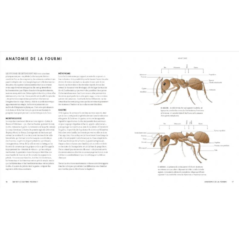 Le monde des fourmis - Ecologie, anatomie, comportement Le monde des fourmis - Ecologie, anatomie, comportement