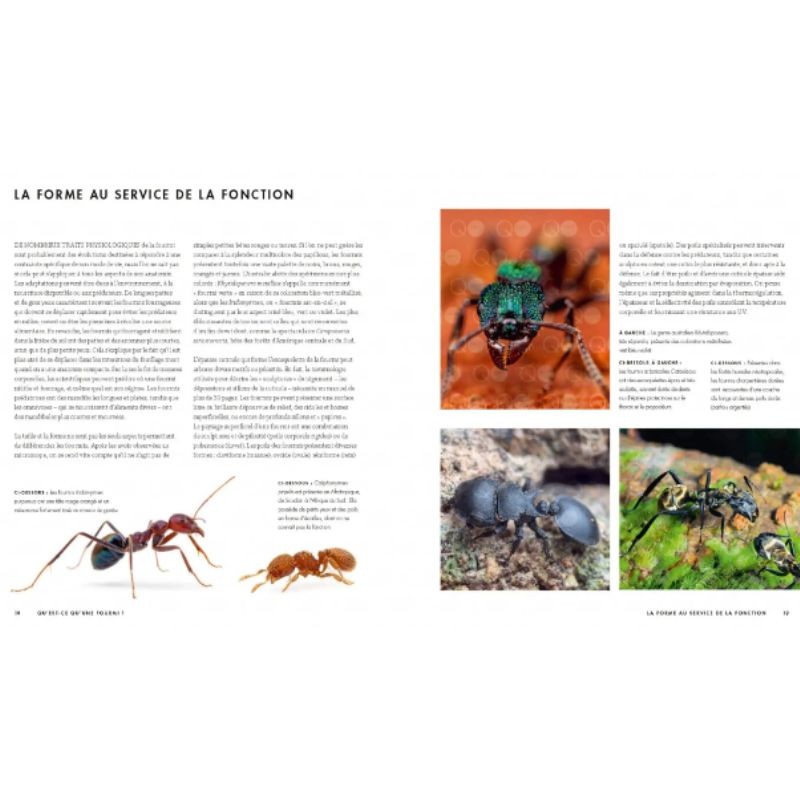 Le monde des fourmis - Ecologie, anatomie, comportement Le monde des fourmis - Ecologie, anatomie, comportement