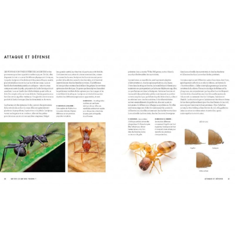 Le monde des fourmis - Ecologie, anatomie, comportement Le monde des fourmis - Ecologie, anatomie, comportement