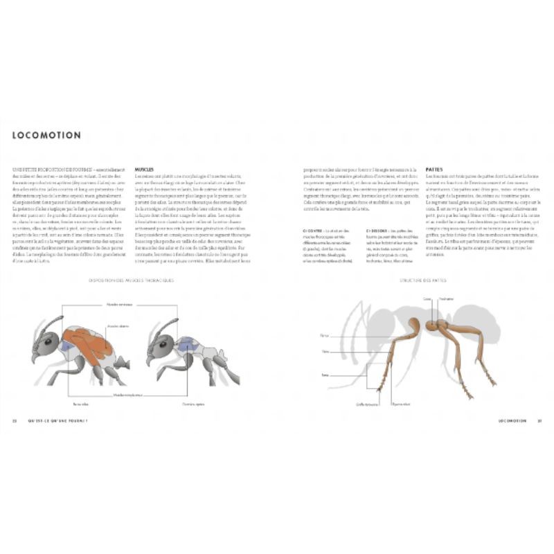 Le monde des fourmis - Ecologie, anatomie, comportement Le monde des fourmis - Ecologie, anatomie, comportement