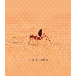Le monde des fourmis - Ecologie, anatomie, comportement Le monde des fourmis - Ecologie, anatomie, comportement