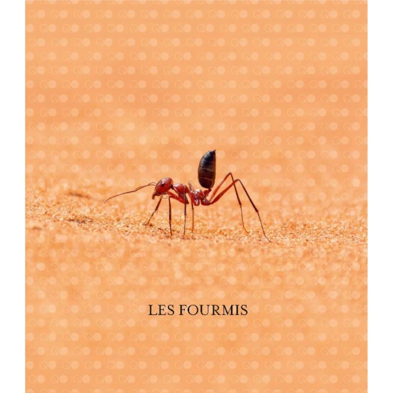 Le monde des fourmis - Ecologie, anatomie, comportement Le monde des fourmis - Ecologie, anatomie, comportement