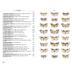 Papillons de nuit d'Europe - Volume 7 - Microlépidoptères 1 Papillons de nuit d'Europe - Volume 7 - Microlépidoptères 1