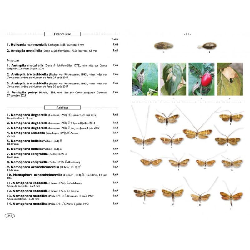 Papillons de nuit d'Europe - Volume 7 - Microlépidoptères 1 Papillons de nuit d'Europe - Volume 7 - Microlépidoptères 1