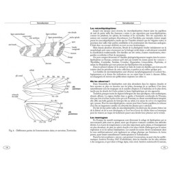 Papillons de nuit d'Europe - Volume 7 - Microlépidoptères 1 Papillons de nuit d'Europe - Volume 7 - Microlépidoptères 1