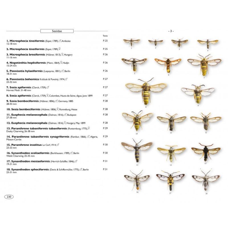 Papillons de nuit d'Europe - Volume 8 - Microlépidoptères 2 Papillons de nuit d'Europe - Volume 8 - Microlépidoptères 2
