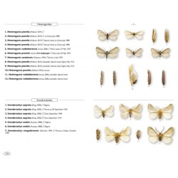Papillons de nuit d'Europe - Volume 8 - Microlépidoptères 2 Papillons de nuit d'Europe - Volume 8 - Microlépidoptères 2