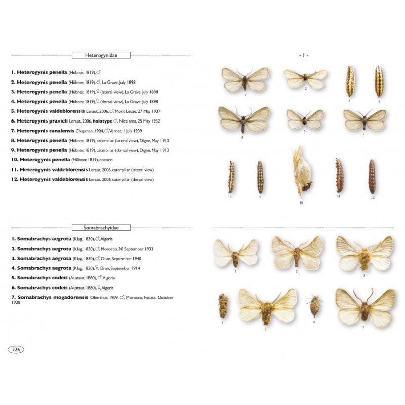Papillons de nuit d'Europe - Volume 8 - Microlépidoptères 2 Papillons de nuit d'Europe - Volume 8 - Microlépidoptères 2