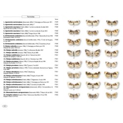 Papillons de nuit d'Europe - Volume 8 - Microlépidoptères 2 Papillons de nuit d'Europe - Volume 8 - Microlépidoptères 2