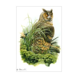 Hibou moyen-duc - Les yeux de braise - Carte d'André Buzin