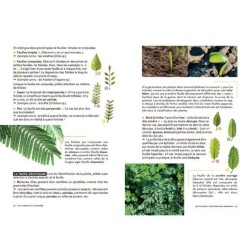 Les carnets du scarabée - Fleurs sauvages Les carnets du scarabée - Fleurs sauvages