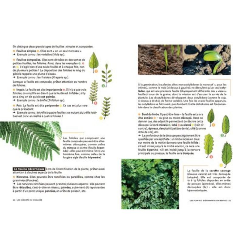 Les carnets du scarabée - Fleurs sauvages Les carnets du scarabée - Fleurs sauvages