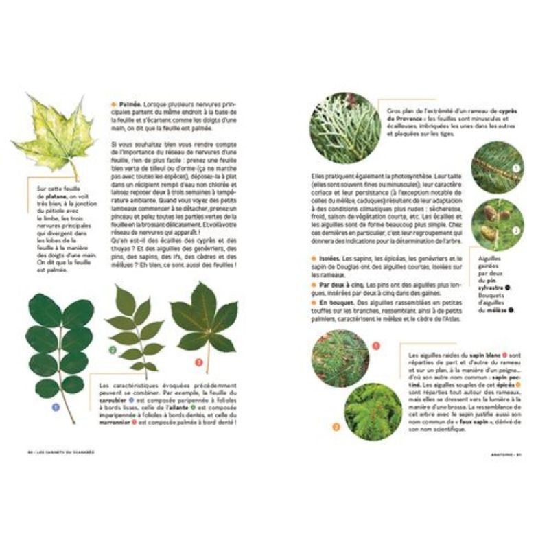 Les carnets du scarabée - Arbres Les carnets du scarabée - Arbres
