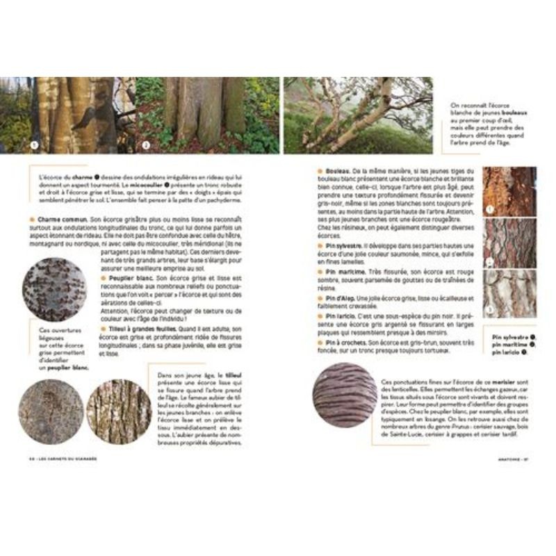 Les carnets du scarabée - Arbres Les carnets du scarabée - Arbres