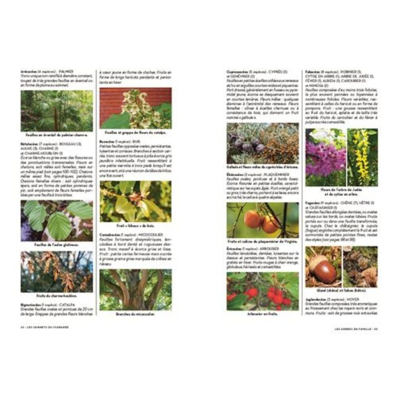 Les carnets du scarabée - Arbres Les carnets du scarabée - Arbres
