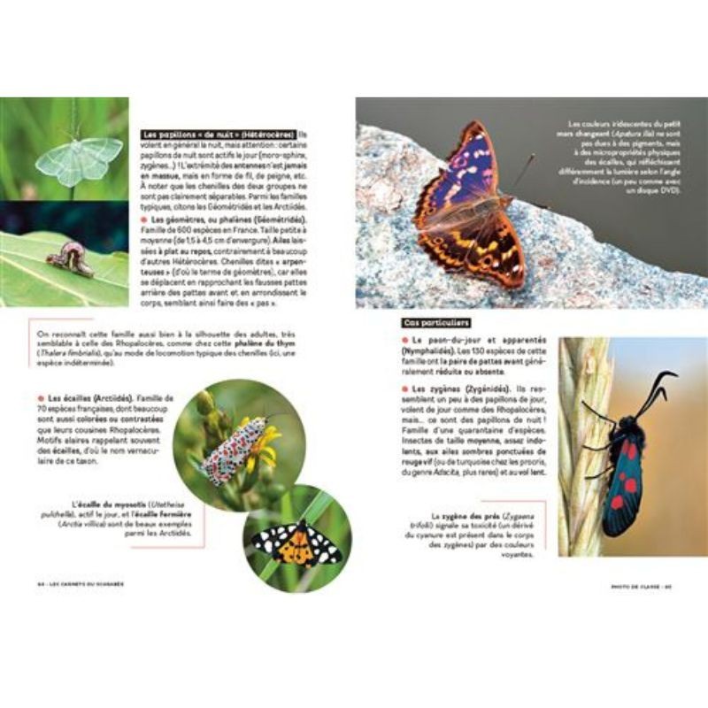 Les carnets du scarabée - Insectes