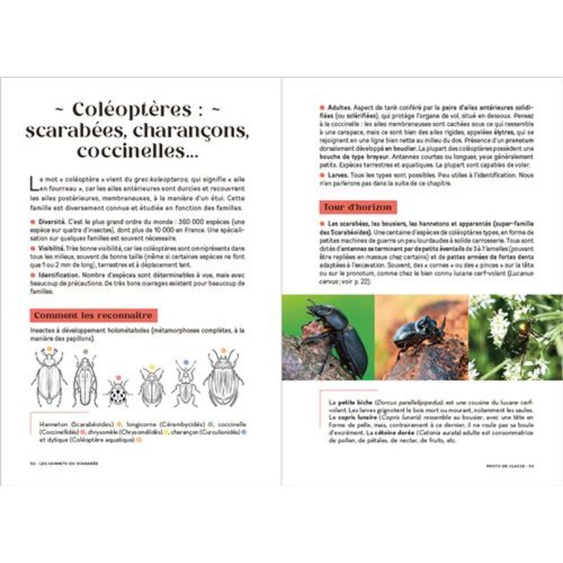 Les carnets du scarabée - Insectes