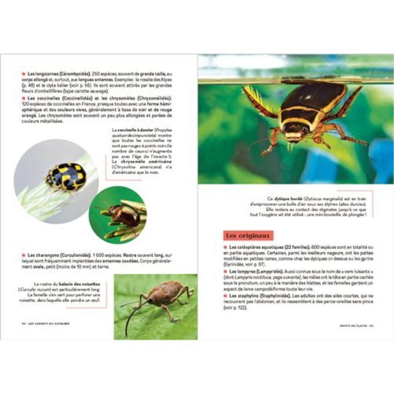 Les carnets du scarabée - Insectes