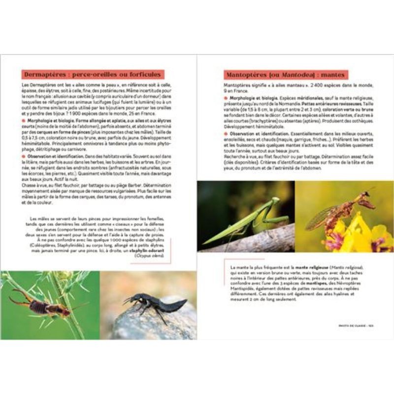 Les carnets du scarabée - Insectes