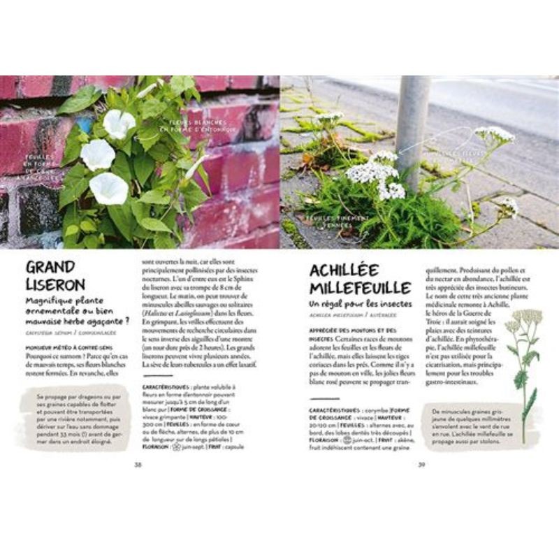 Qu'est-ce qui pousse dans ma rue ? Qu'est-ce qui pousse dans ma rue ?