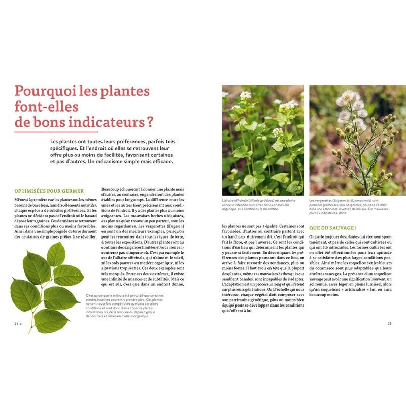 Les plantes bio-indicatrices et autres indicateurs pour comprendre son jardin