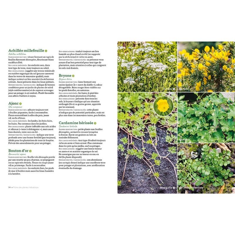 Les plantes bio-indicatrices et autres indicateurs pour comprendre son jardin