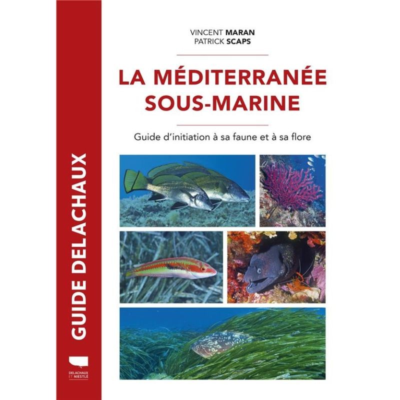 La Méditerranée sous-marine