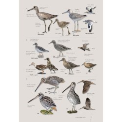 Guide expert des Oiseaux de Guyane - Manuel d'identification