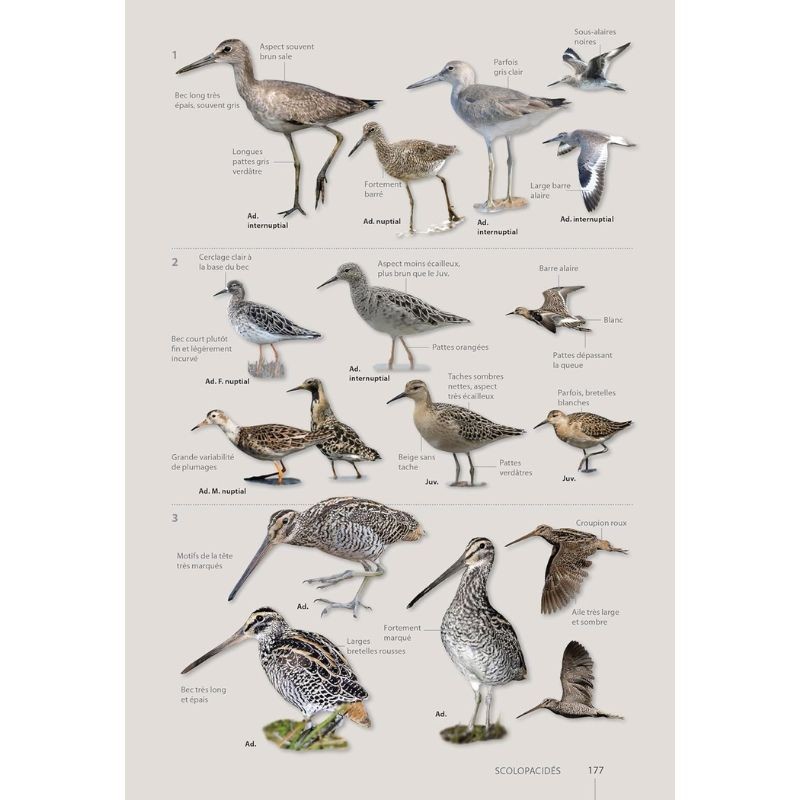 Guide expert des Oiseaux de Guyane - Manuel d'identification