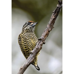 Guide expert des Oiseaux de Guyane - Manuel d'identification