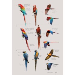 Guide expert des Oiseaux de Guyane - Manuel d'identification