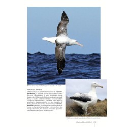 Guide des Oiseaux de Nouvelle-Calédonie: Grande Terre, Îles Loyauté et archipels éloignés