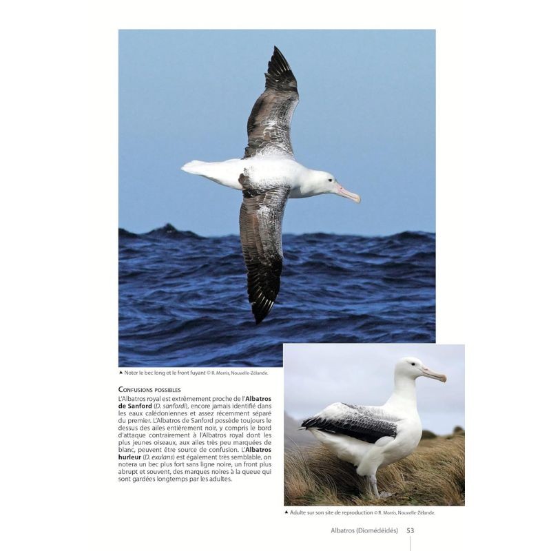 Guide des Oiseaux de Nouvelle-Calédonie: Grande Terre, Îles Loyauté et archipels éloignés