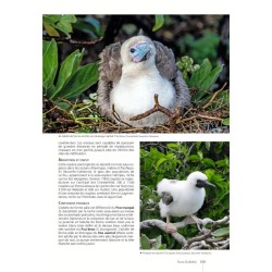 Guide des Oiseaux de Nouvelle-Calédonie: Grande Terre, Îles Loyauté et archipels éloignés