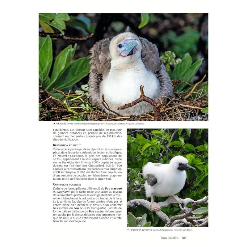 Guide des Oiseaux de Nouvelle-Calédonie: Grande Terre, Îles Loyauté et archipels éloignés